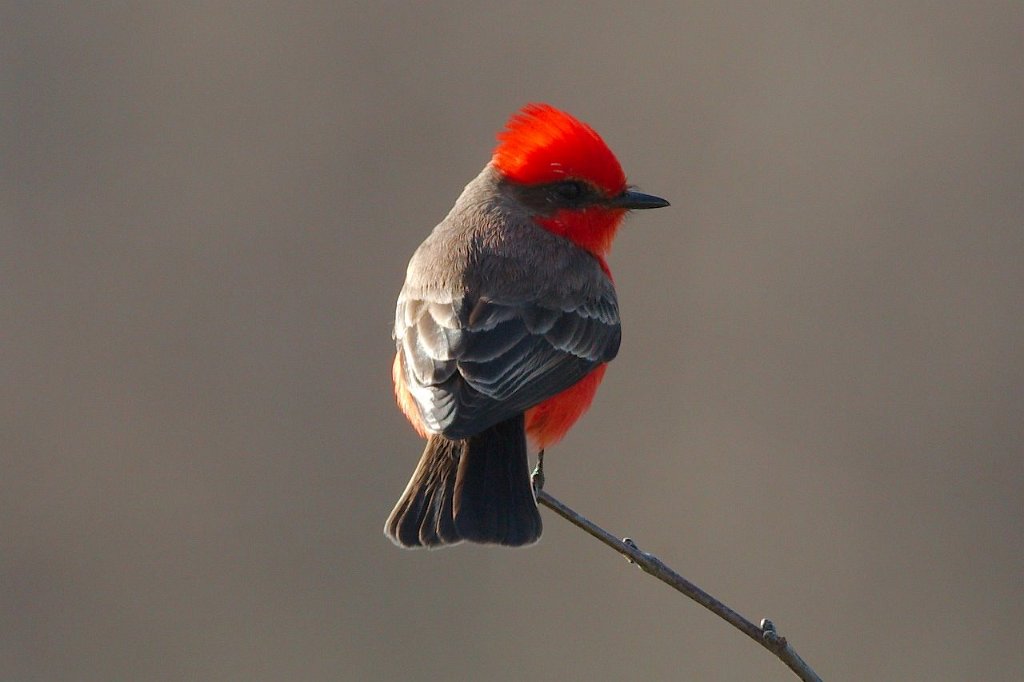Vermillion Flycatcher.jpg